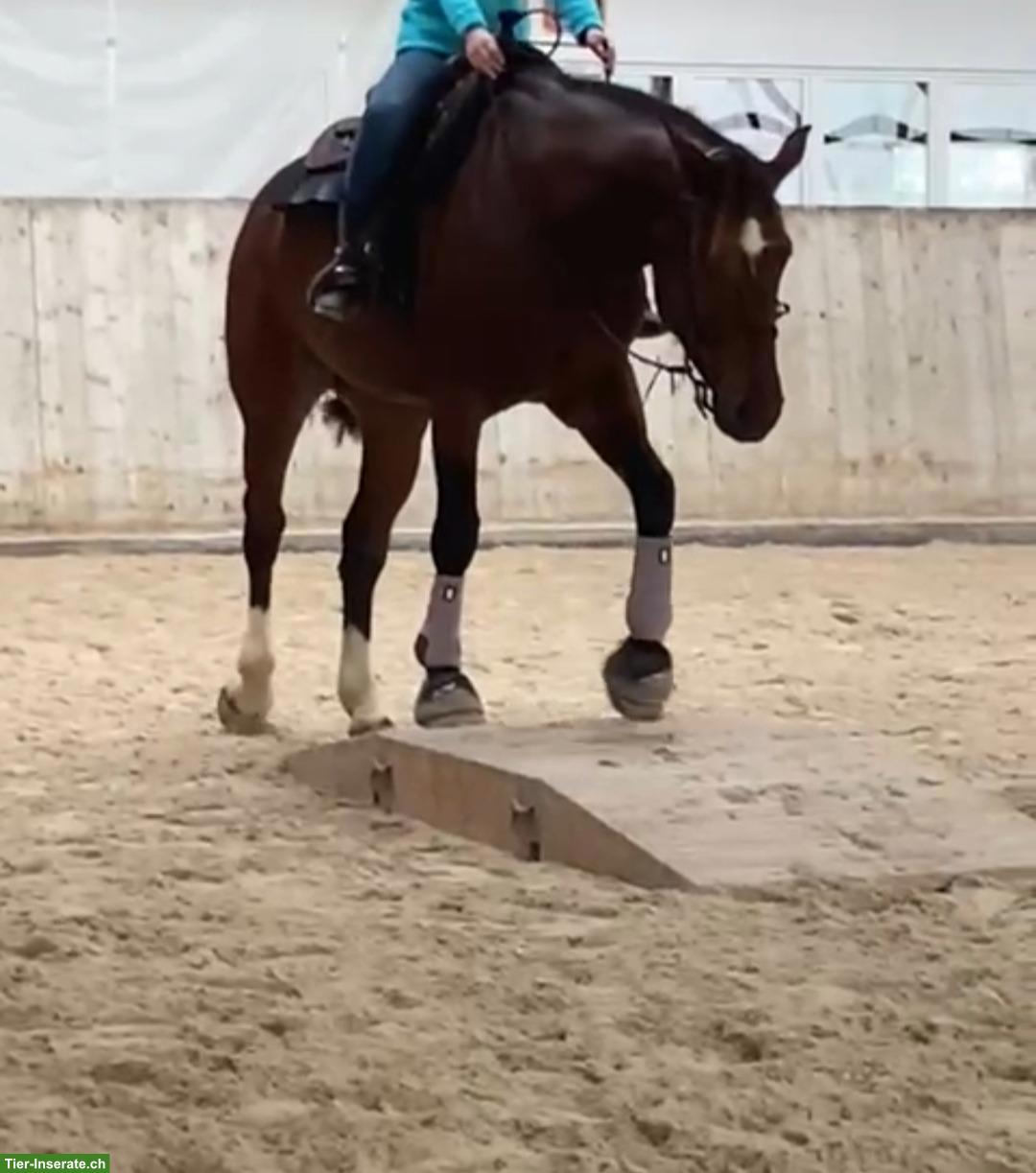 Bild 3: Grosse, 7-jährige Freiberger-Stute zu verkaufen