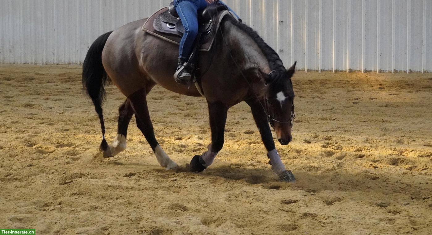 Bild 4: Grosse, 7-jährige Freiberger-Stute zu verkaufen