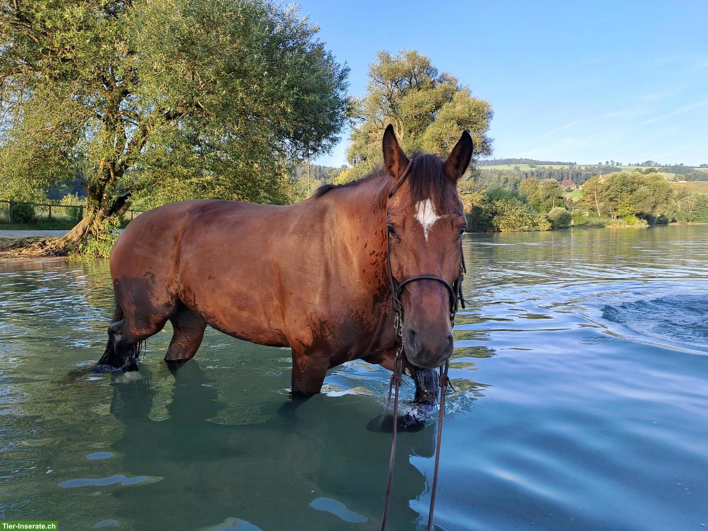 Bild 5: Grosse, 7-jährige Freiberger-Stute zu verkaufen