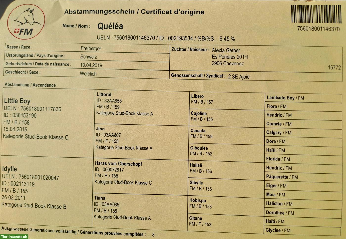 Bild 6: Grosse, 7-jährige Freiberger-Stute zu verkaufen