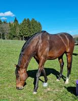 Pflege- und Reitbeteiligung für Vollblut-Wallach in Uettligen BE