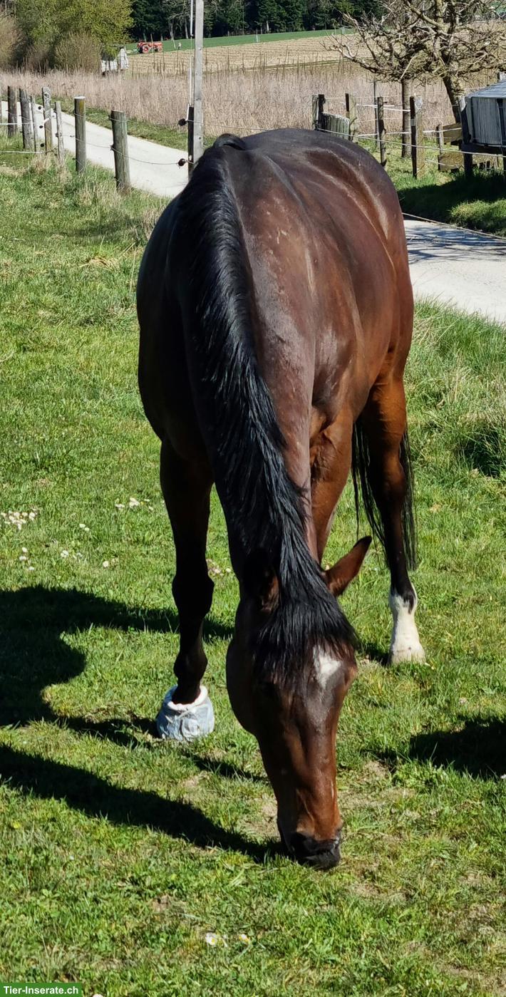 Bild 2: Pflege- und Reitbeteiligung für Vollblut-Wallach in Uettligen BE