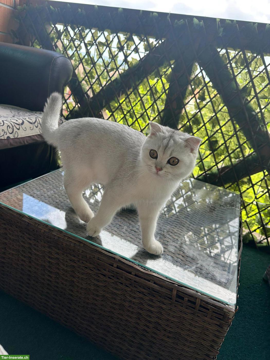 Reinrassiger BKH Kater, 1-jährig jung zu verkaufen!