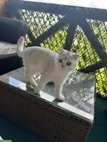 Reinrassiger BKH Kater, 1-jährig jung zu verkaufen!