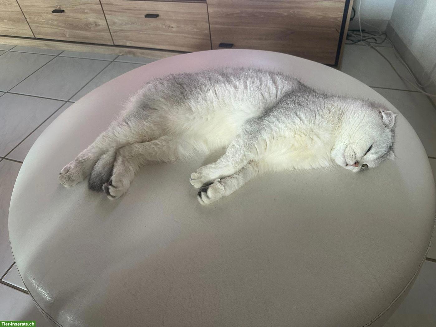 Bild 2: Reinrassiger BKH Kater, 1-jährig jung zu verkaufen!