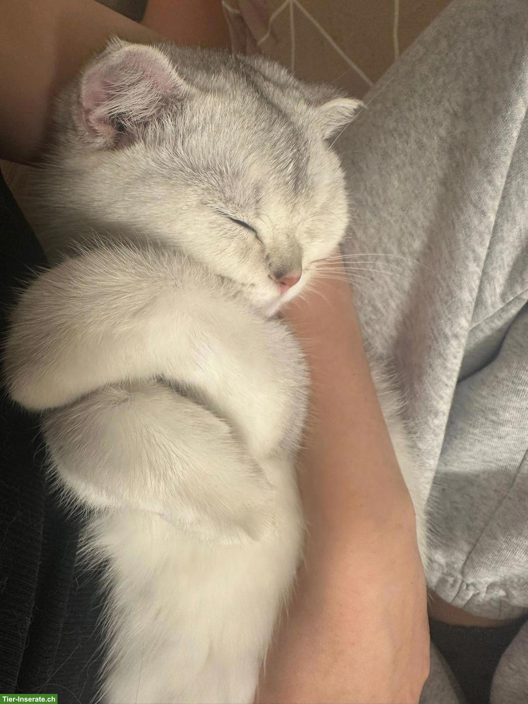 Bild 3: Reinrassiger BKH Kater, 1-jährig jung zu verkaufen!