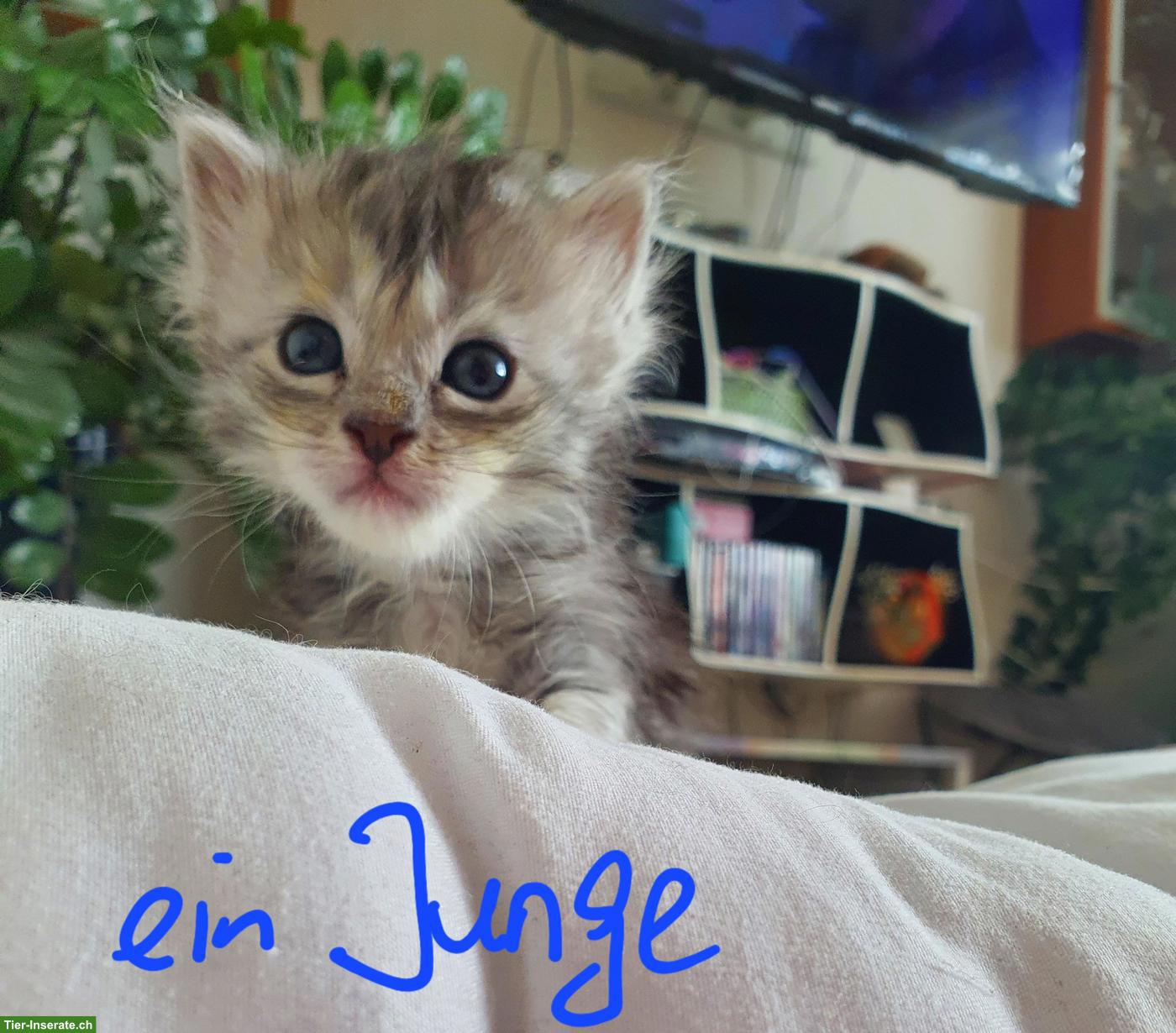 Bild 2: Maine Coon Kitten, männlich und weiblich