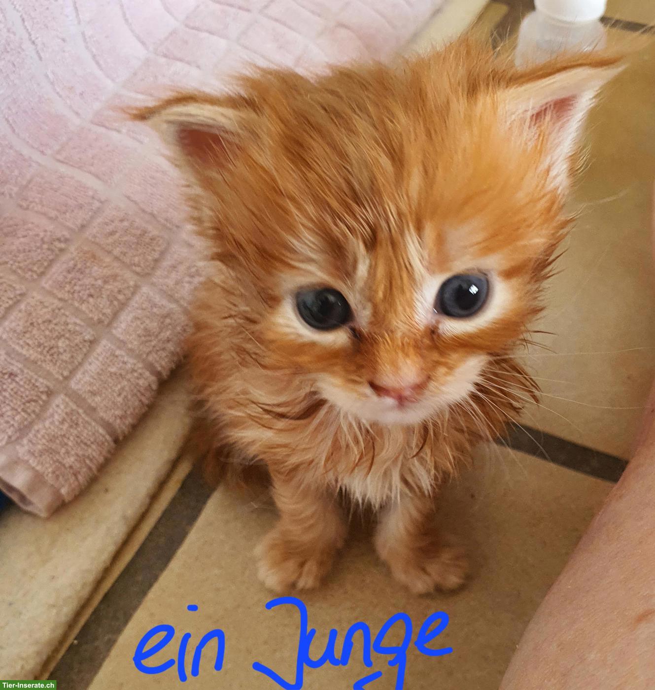 Bild 3: Maine Coon Kitten, männlich und weiblich