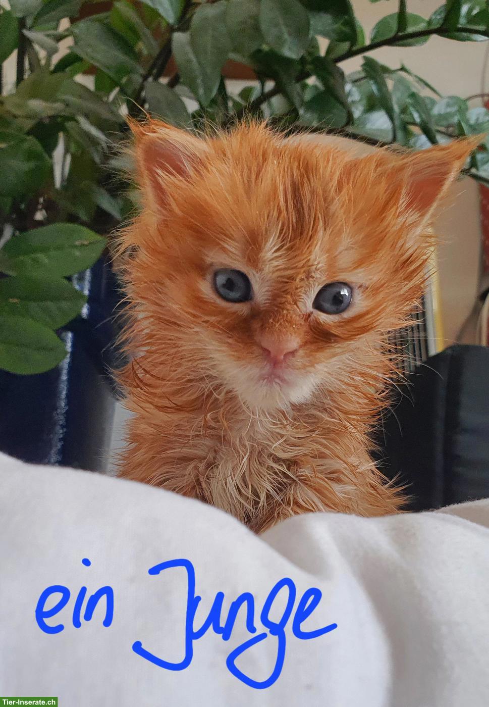 Bild 4: Maine Coon Kitten, männlich und weiblich