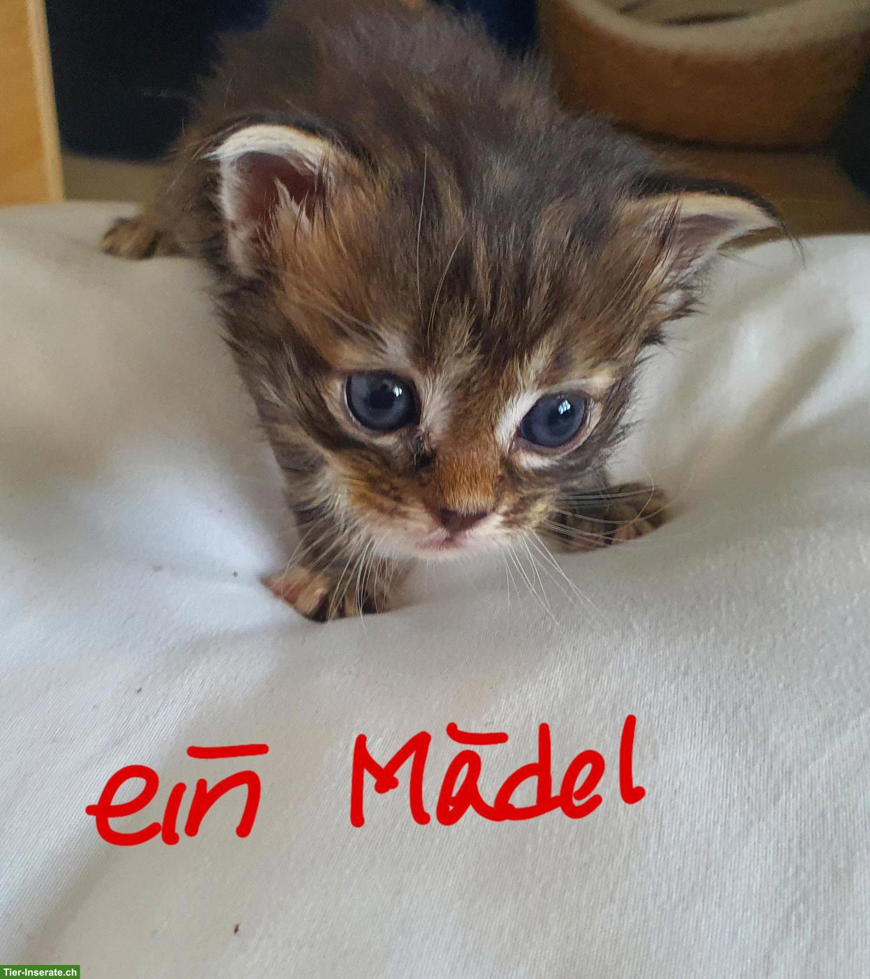 Bild 5: Maine Coon Kitten, männlich und weiblich