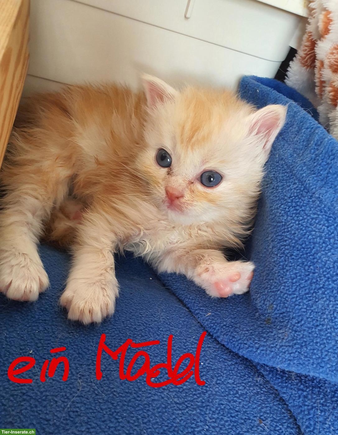 Bild 6: Maine Coon Kitten, männlich und weiblich