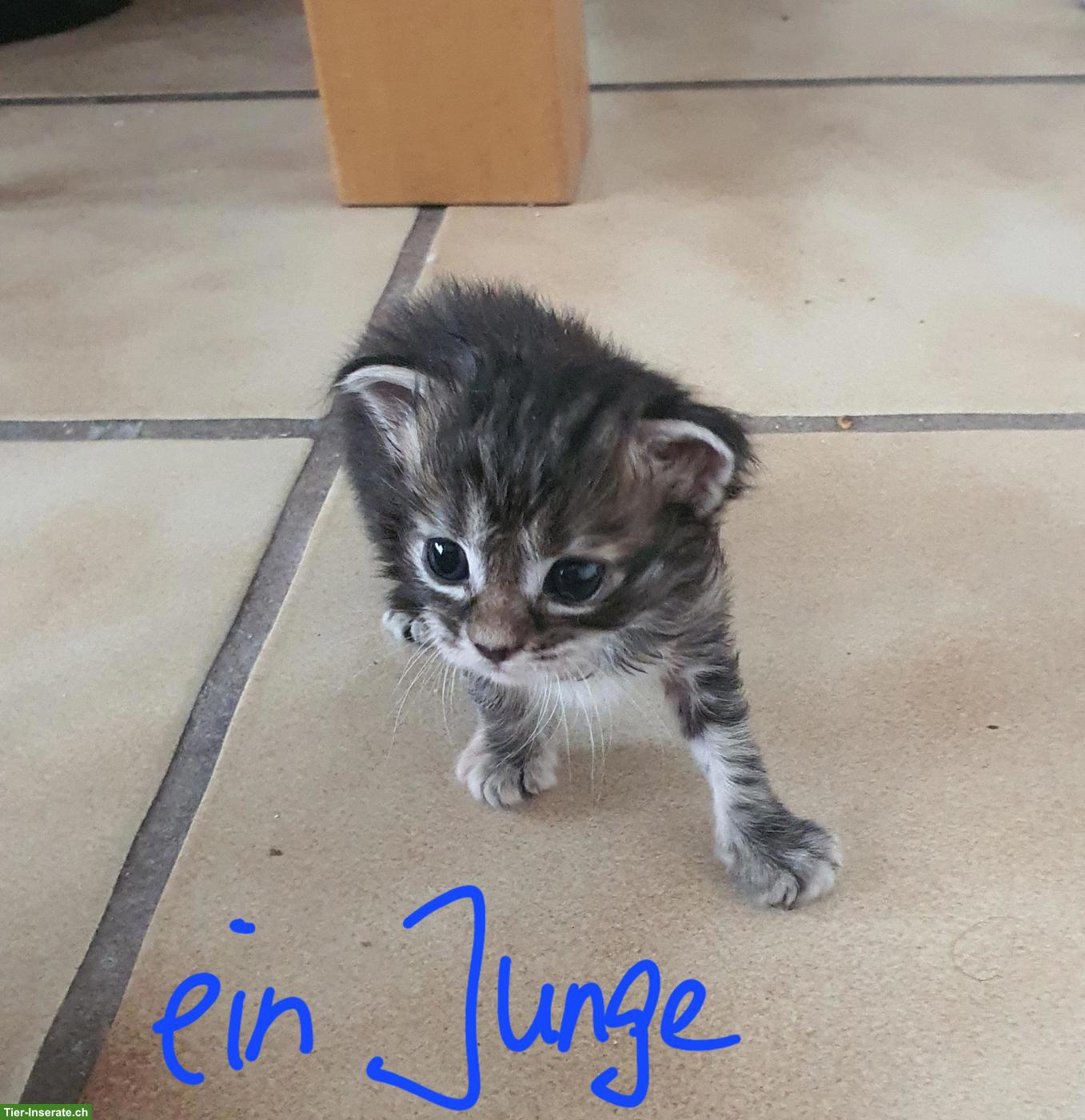 Bild 7: Maine Coon Kitten, männlich und weiblich