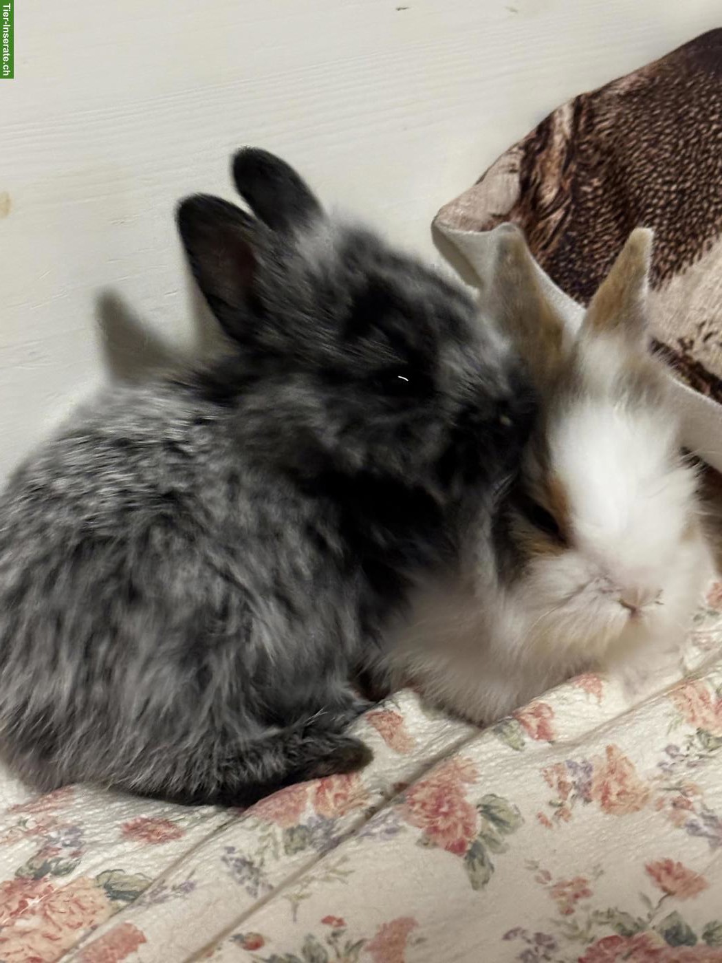 2 süsse Löwenköpfchen 🐰🐰 suchen liebevolles Zuhause