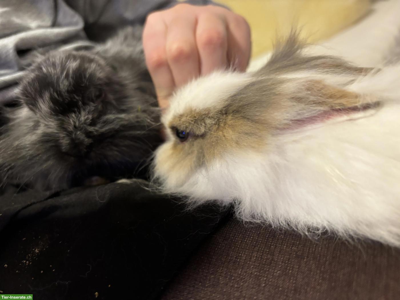 Bild 2: 2 süsse Löwenköpfchen 🐰🐰 suchen liebevolles Zuhause