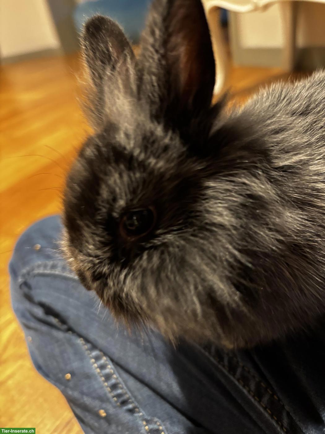 Bild 3: 2 süsse Löwenköpfchen 🐰🐰 suchen liebevolles Zuhause