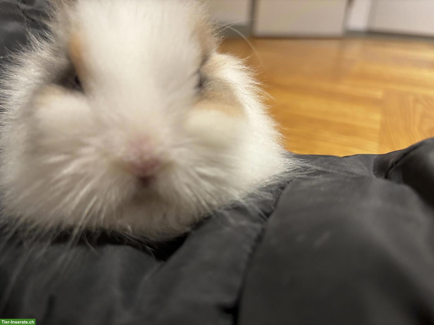 Bild 4: 2 süsse Löwenköpfchen 🐰🐰 suchen liebevolles Zuhause