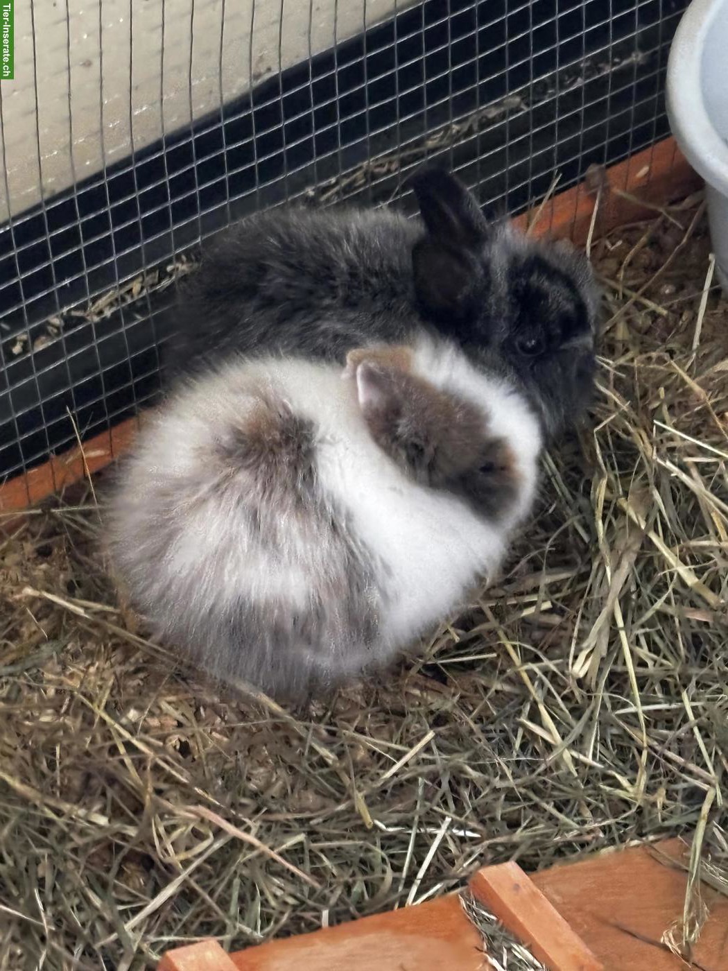 Bild 5: 2 süsse Löwenköpfchen 🐰🐰 suchen liebevolles Zuhause