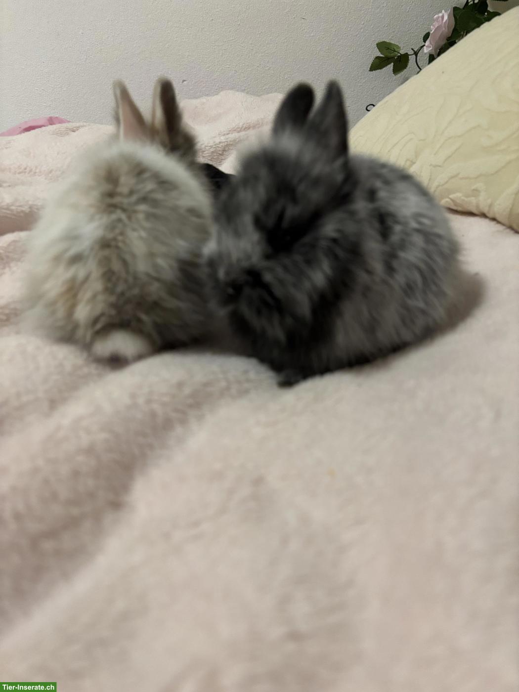 Bild 6: 2 süsse Löwenköpfchen 🐰🐰 suchen liebevolles Zuhause