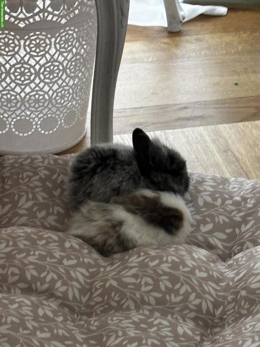 Bild 7: 2 süsse Löwenköpfchen 🐰🐰 suchen liebevolles Zuhause
