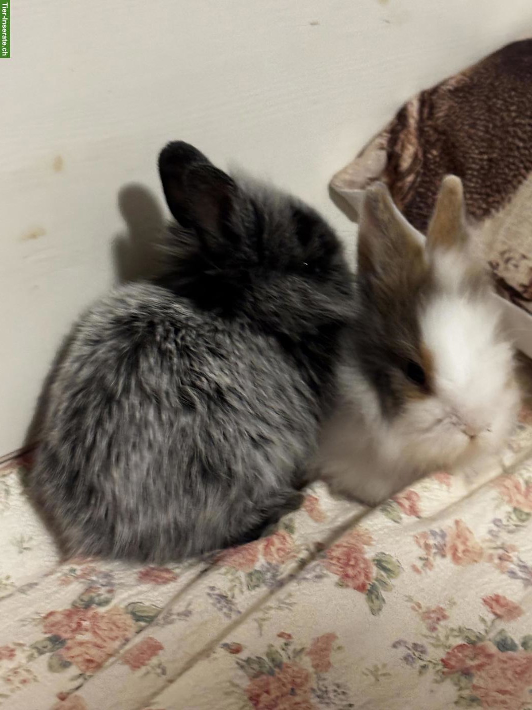 Bild 8: 2 süsse Löwenköpfchen 🐰🐰 suchen liebevolles Zuhause