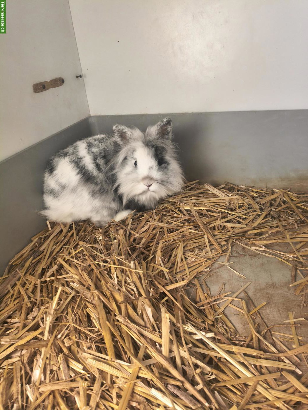 Reinrassige Löwenkopfchen Zippe