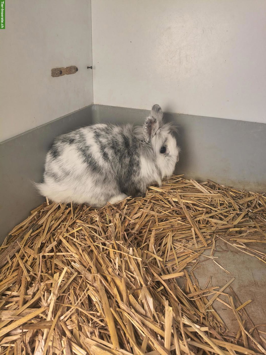 Bild 2: Reinrassige Löwenkopfchen Zippe