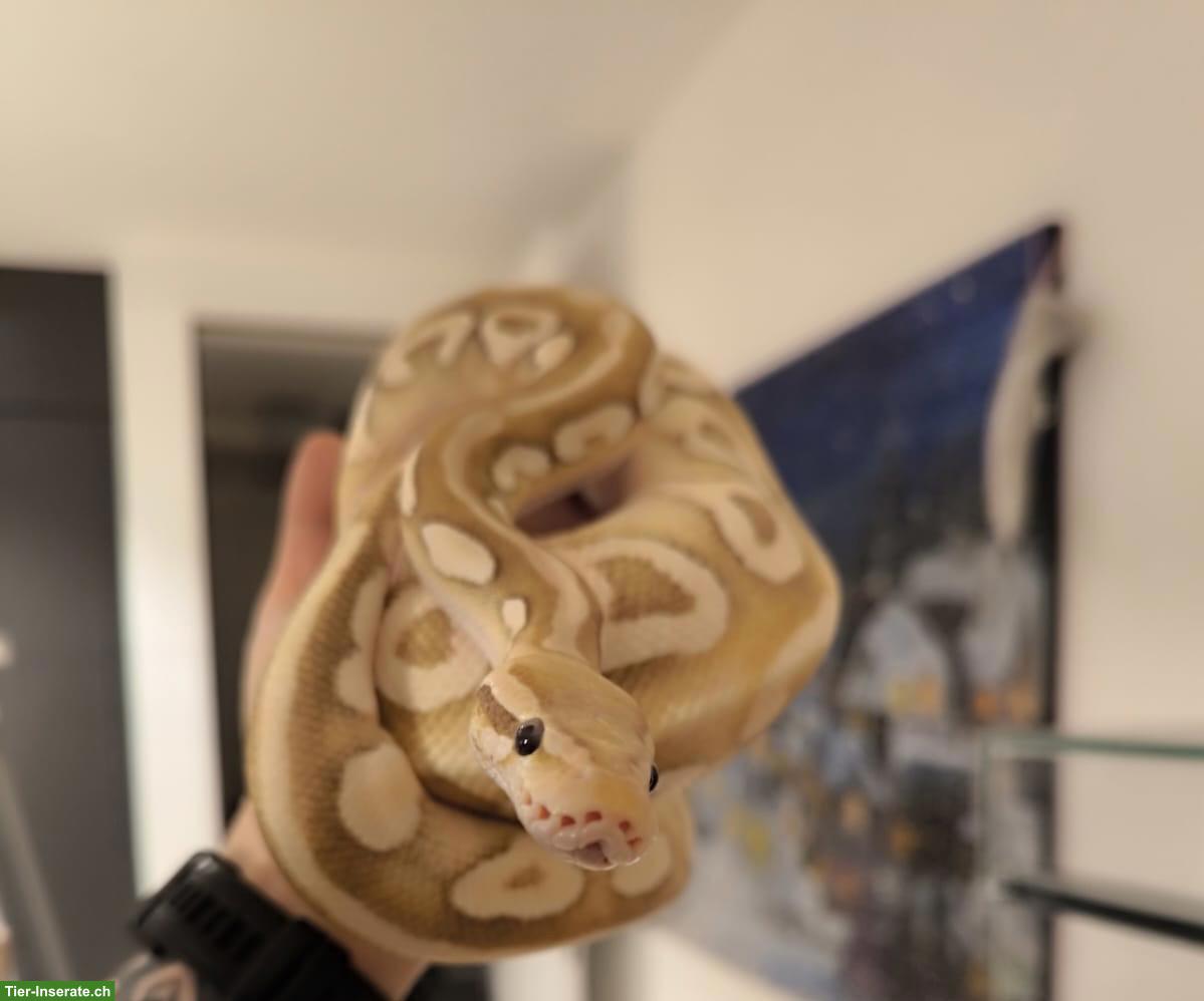 Königspython (Banana Pastel Mojave) mit Terrarium