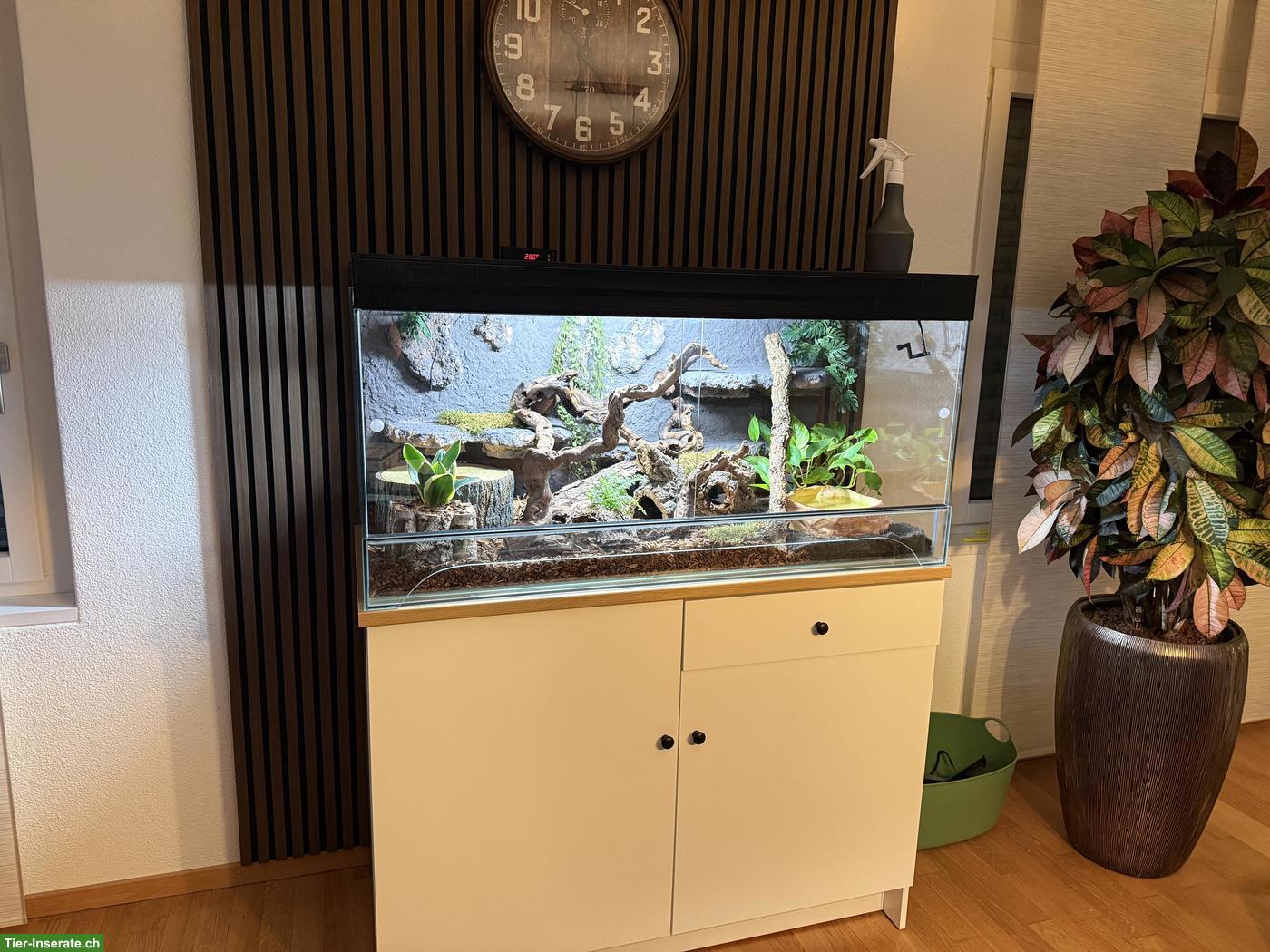 Bild 2: Königspython (Banana Pastel Mojave) mit Terrarium