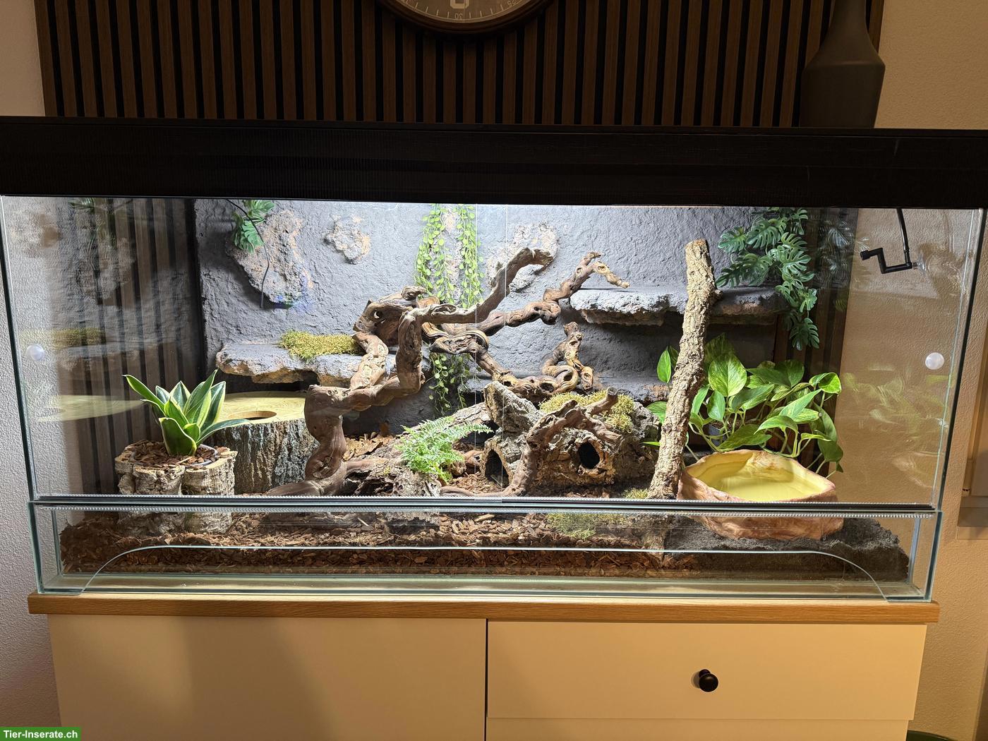 Bild 3: Königspython (Banana Pastel Mojave) mit Terrarium
