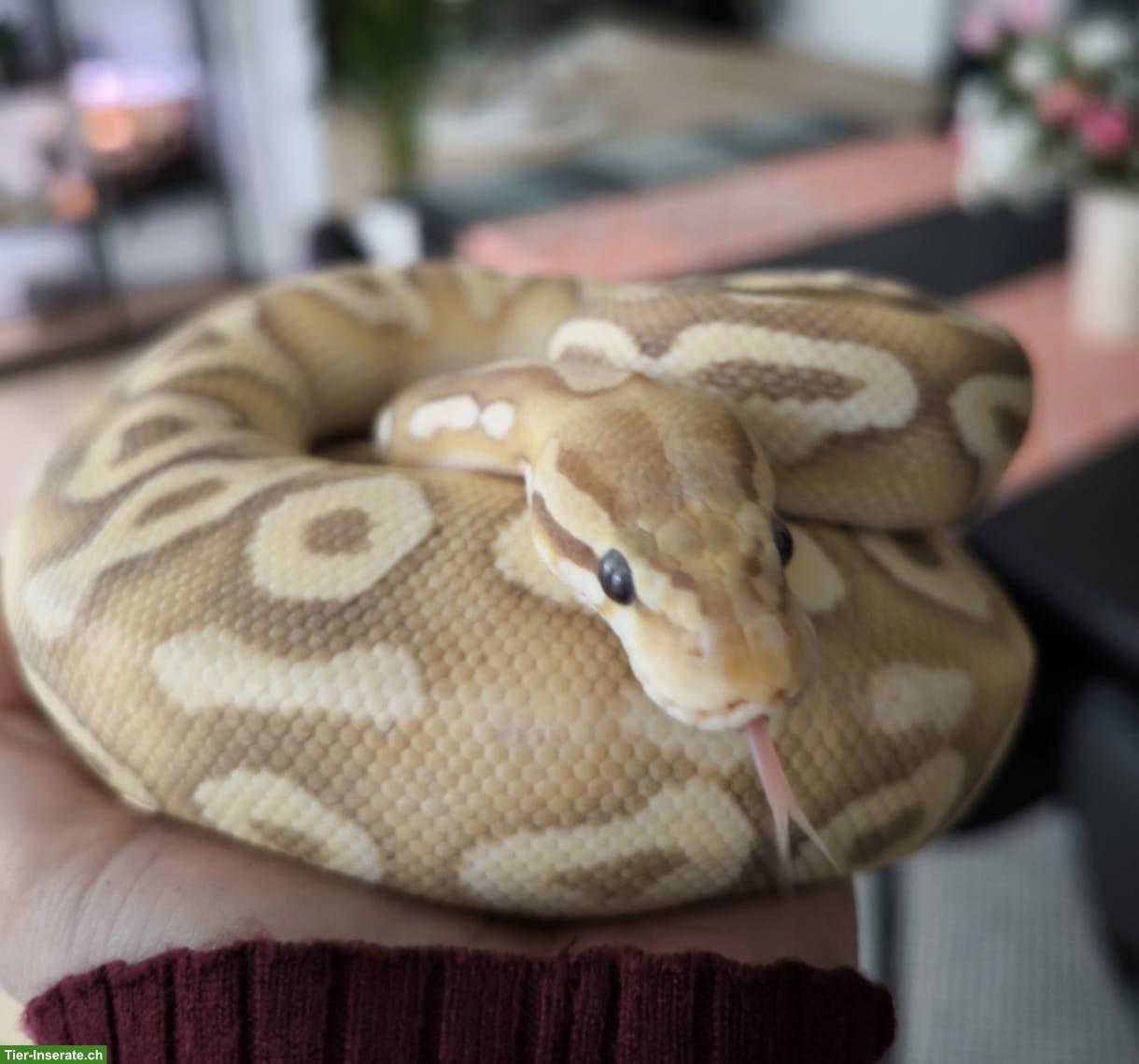 Bild 4: Königspython (Banana Pastel Mojave) mit Terrarium