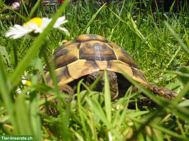 3 Schildkröten suchen dringend neues Zuhause in einem Garten