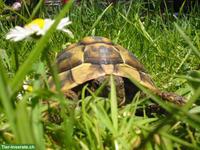 3 Schildkröten suchen dringend neues Zuhause in einem Garten