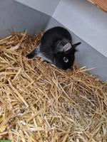 Zwergkaninchen-Mix Zippe abzugeben