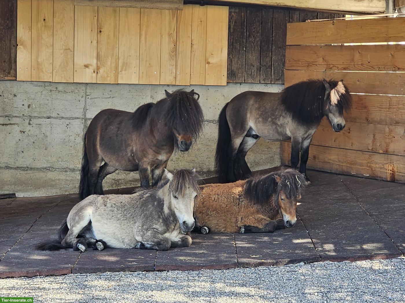 Ponyspazierer/innen gesucht, Kappel am Albis