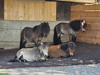 Ponyspazierer/innen gesucht, Kappel am Albis