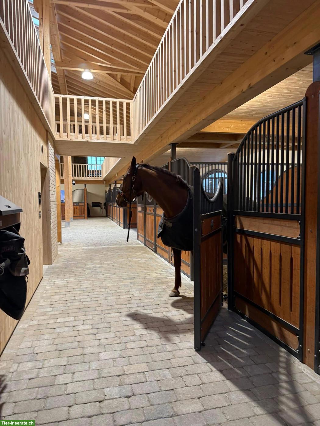 Reitbeteiligung in Ried-Muotathal für CH-Warmblut, 2-3x pro Woche