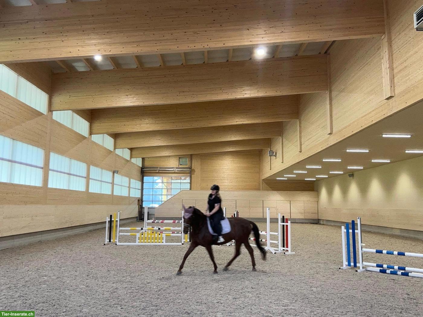 Bild 2: Reitbeteiligung in Ried-Muotathal für CH-Warmblut, 2-3x pro Woche