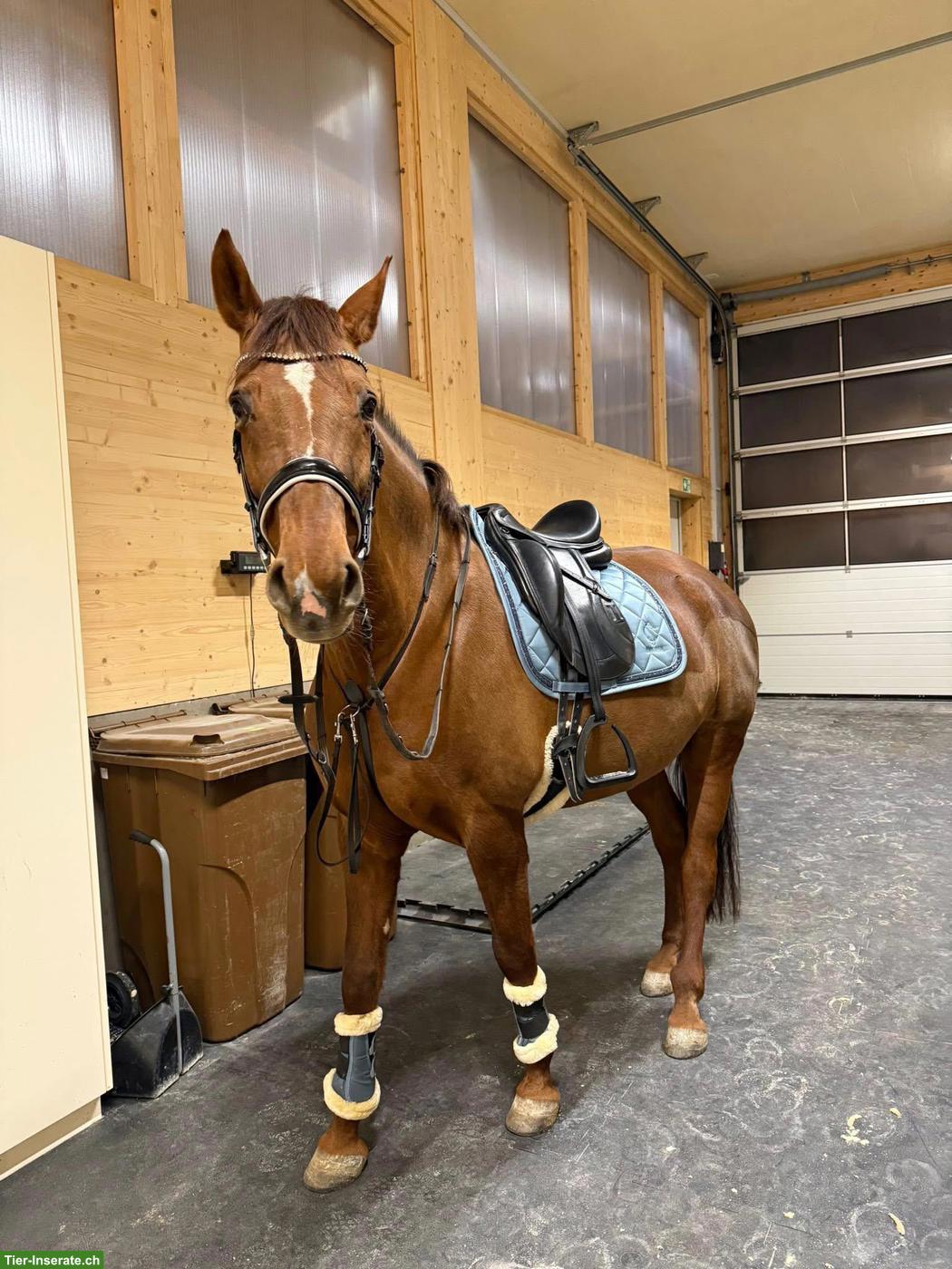 Bild 3: Reitbeteiligung in Ried-Muotathal für CH-Warmblut, 2-3x pro Woche