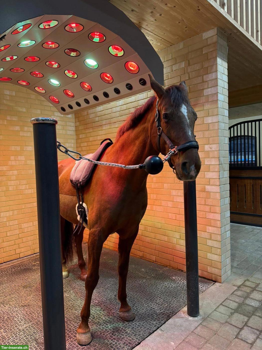 Bild 4: Reitbeteiligung in Ried-Muotathal für CH-Warmblut, 2-3x pro Woche