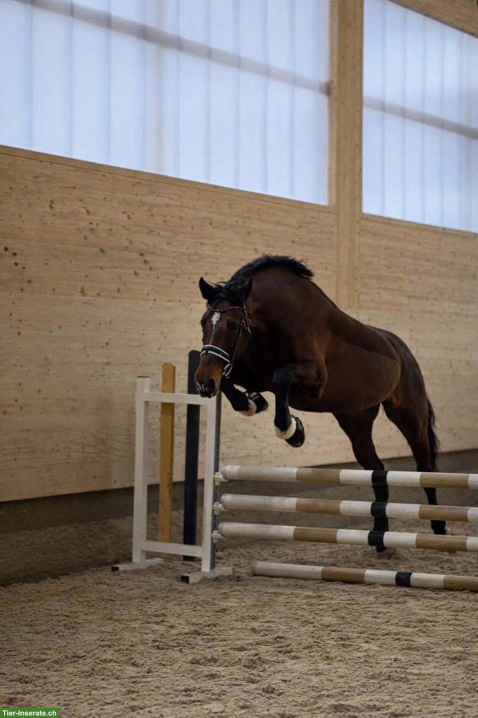 Bild 5: Reitbeteiligung in Ried-Muotathal für CH-Warmblut, 2-3x pro Woche