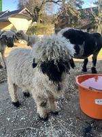 Walliser Schwarznasen Widder-Lamm