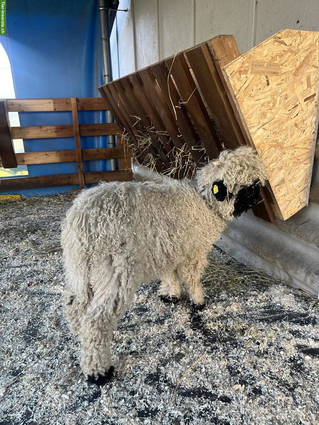 Bild 2: Walliser Schwarznasen Widder-Lamm