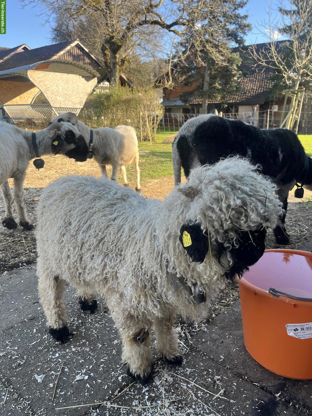 Bild 3: Walliser Schwarznasen Widder-Lamm