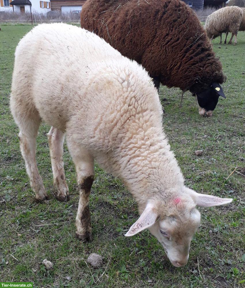 2 Ostfriesische Milchschaf-Lämmer (Böcke)