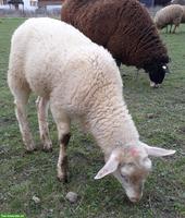 2 Ostfriesische Milchschaf-Lämmer (Böcke)