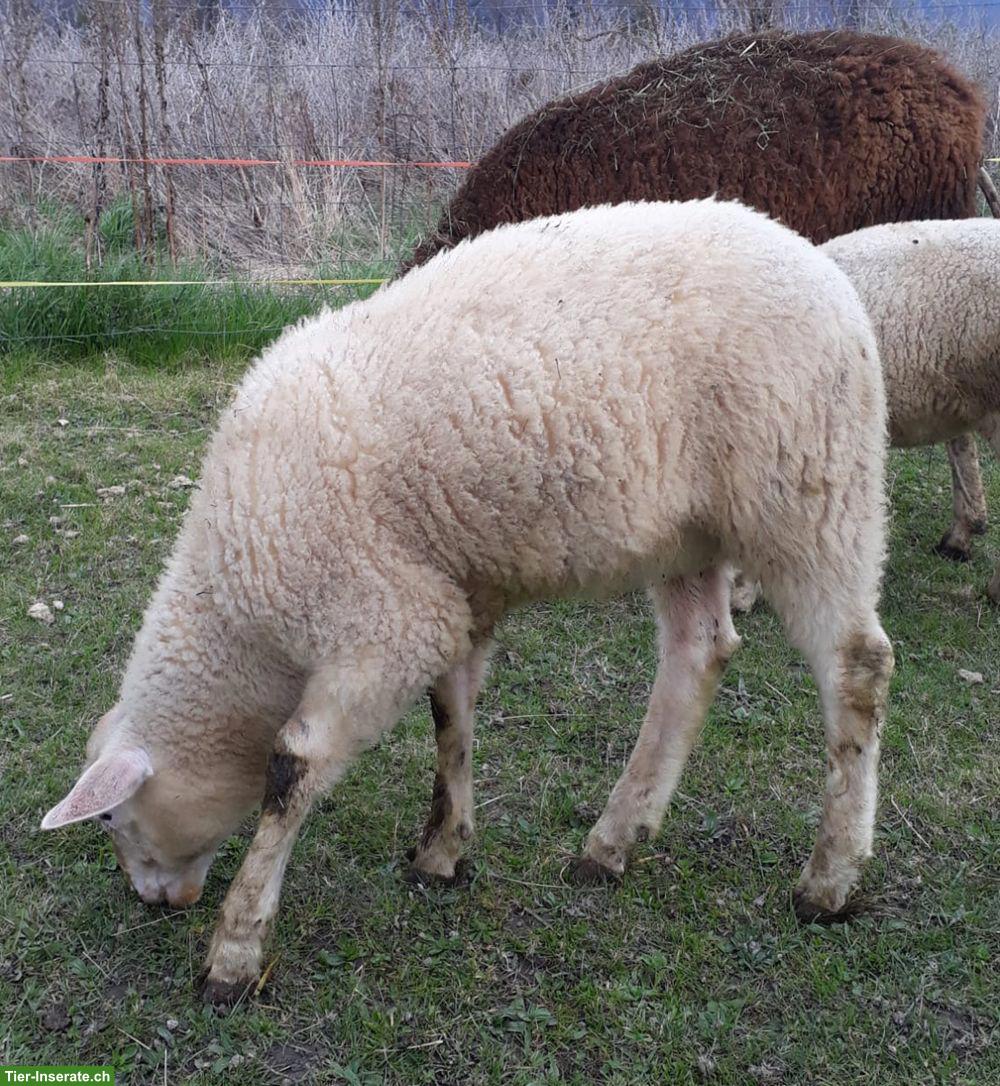 Bild 2: 2 Ostfriesische Milchschaf-Lämmer (Böcke)