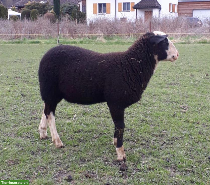 Bild 3: 2 Ostfriesische Milchschaf-Lämmer (Böcke)