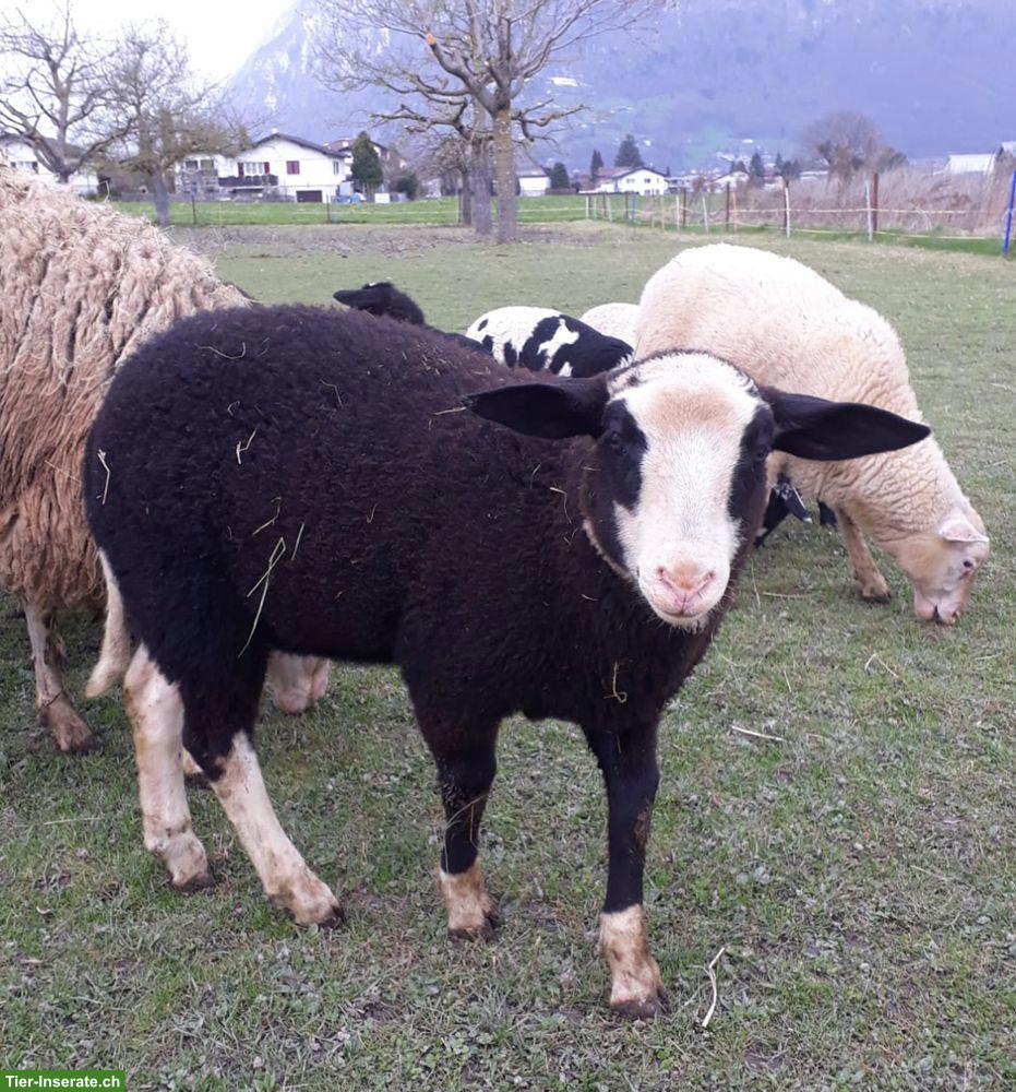 Bild 4: 2 Ostfriesische Milchschaf-Lämmer (Böcke)