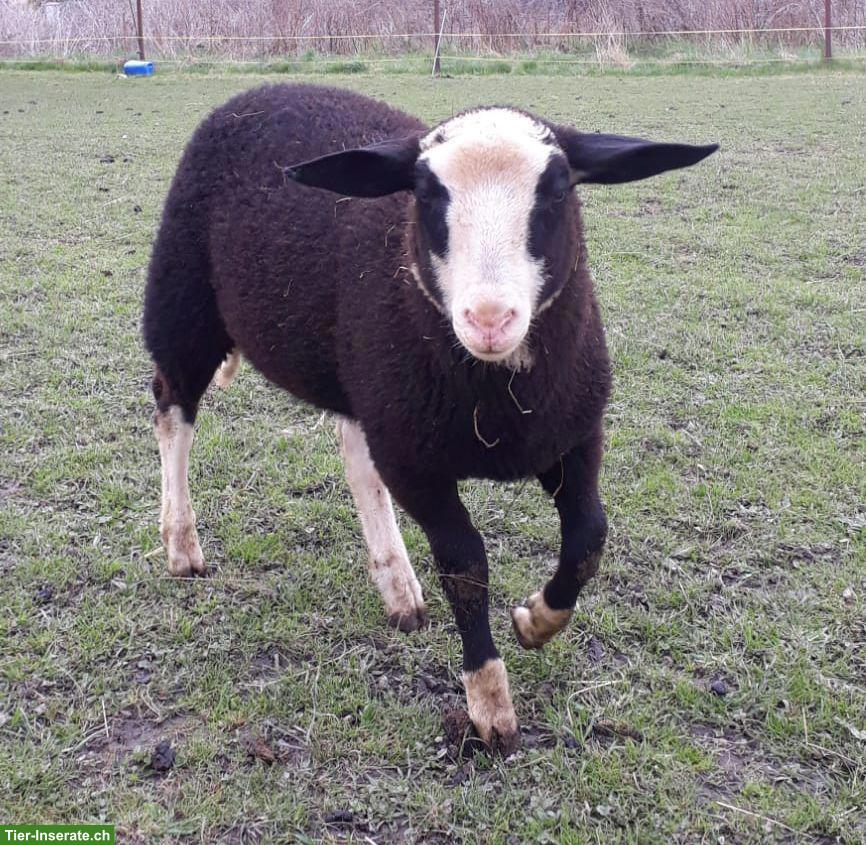 Bild 5: 2 Ostfriesische Milchschaf-Lämmer (Böcke)