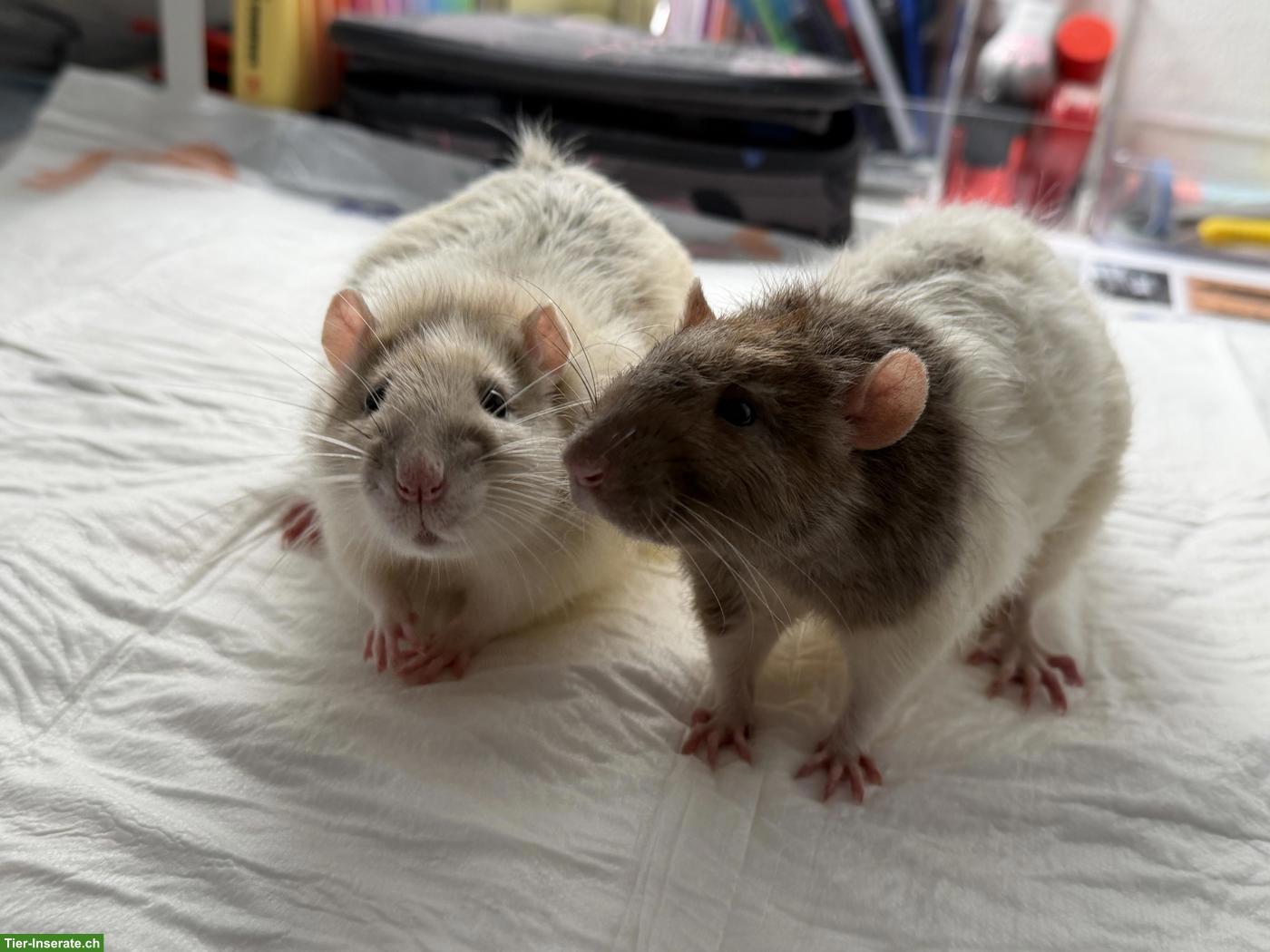 2 Ratten Männchen, 1.5-jährig, mit grossem Käfig